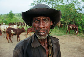 Older man in rugged clothes looks into camera, herd of cattle grazes in the background