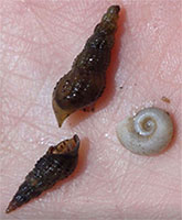 Close up for three snails in shells held in the palm of a hand.