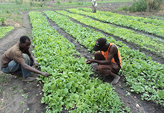 Two tobacco farmers inspect their crop