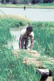 Man working in flooded rice field