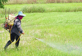 Worker wearing hat and wrap over face sprays large green field with pesticide carried in a tank on their back.