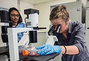 Dr. Penny Moore in lab looks at sample using microscope while Dr. Jinal Bhiman observes