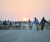 Photo by UN Photo/Tobin Jones. Groups of people and a herd of animals walk along an unpaved toward the sunset.