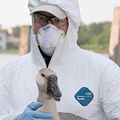 Dr. Peter Daszak wearing protective coverall, surgical gloves, mask and safety glasses holds a bird.