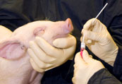 Close-up of small pig being swabbed and held by two researchers in gloves and black protective gear