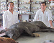 Two large pigs lying on counter in lab, two male researchers in white coats stand behind the pigs