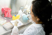 Female researcher prepares samples under a hood in a lab at UPCH in Peru.