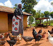 Photo by Boniface Mwangi/Africa Knows. Older woman surrounded by chickens outdoors in front of a building.