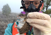 Researcher wearing protective face mask and gloves holds small brown rodent up to the camera