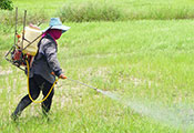 Worker wearing hat and wrap over face sprays large green field with pesticide carried in a tank on their back.