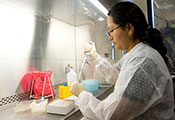 A female researcher works with samples under a fume hood in a lab