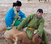 Photo courtesy of Dr. Gregory Gray. Mongolian herders in a field restrain animal on the group for inspection.