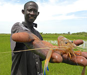 Photo courtesy of Upstream Alliance. Person holds large river prawn up to camera for close up, lush green river bank in the background.