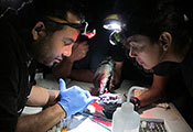 Group of researchers in dark lab wearing headlamps closely examine samples