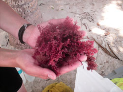PHOTO: A cupped pair of hands holds a clump of red seaweed