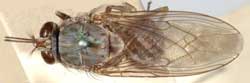 Photo: Close up of brown tsetse fly