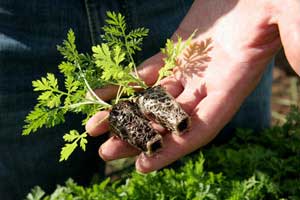 Close up of hand holding two small green A. annua plants with roots and soil