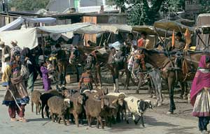A Pakistani woman drives a small group of sheep through a paved street, horses harnessed to carts