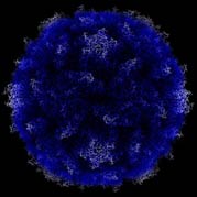 Image portrays structure of polio virus as determined by x-ray, bright blue fuzzy ball with areas of white fuzz on the edges