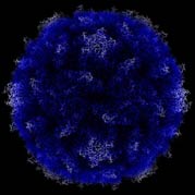 Image portrays structure of polio virus as determined by x-ray, bright blue fuzzy ball with areas of white fuzz on the edges