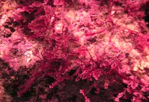 Underwater close up of bright pink algae known as callophycus serratus