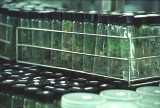 a photo of tissue cultures of Artemisia annua