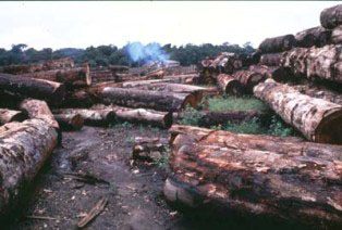 Cut tree logs