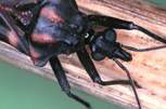 a photo of the panstrongylus megistus chagas insect