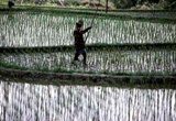 a person working in rice paddy fields