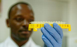 Closeup of researcher wearing gloves closely examining a tray full of samples