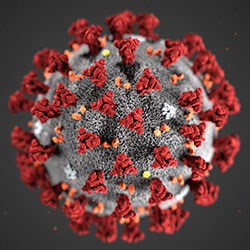 Illustration of ultrastructural morphology exhibited by coronaviruses.