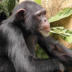 PHOTO: A chimp sits in front of a tree.