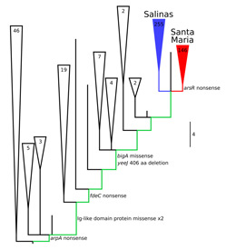 Illustration that shows the phylogenetic tree for the cluster of E. coli containing the recurrent outbreak isolates