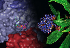 Chang Shan herb with cluster of small purple berries and green leaves, graphic of extreme close up w/ chemical structure in bgrd