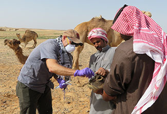 Researcher in mask collects sample from camel while others help restrain it in a large field, other camels in background.