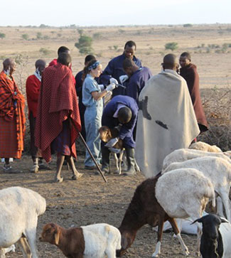 Many people in a field among a herd of goats, one person restrains and examines a goat.