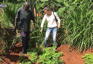 Dr. Carrie Waterman walking with a man in a patch of growing moringa.