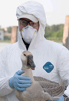 Peter Daszak wearing protective coverall, surgical gloves, mask and safety glasses holds a bird.