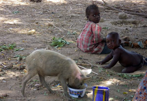 Small pig eats out of bowl on dusty ground, two young children crawl on the ground nearby