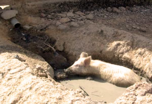 Pig walks in trench full of sewage