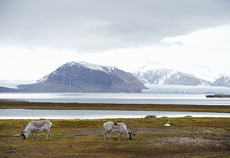 The photo shows two reindeer grazing on thawed ground in the foreground, while snowcapped mountains loom in the background.