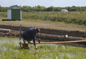 Researcher in flooded rice field squats on plank to collect water sample
