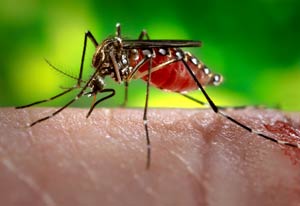 Close up of a mosquito on a person’s skin